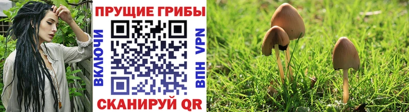 купить сайты darknet официальный сайт Псилоцибиновые грибы GOLDEN TEACHER Юрга